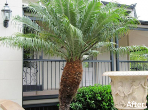 rightway tree solutions - brisbane
