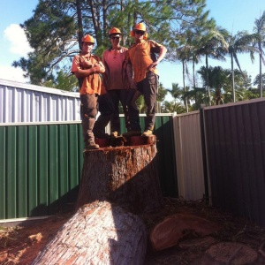 rightway tree solutions - brisbane