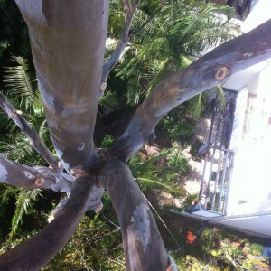rightway tree solutions - brisbane